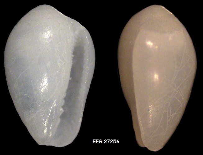no photo for this shell